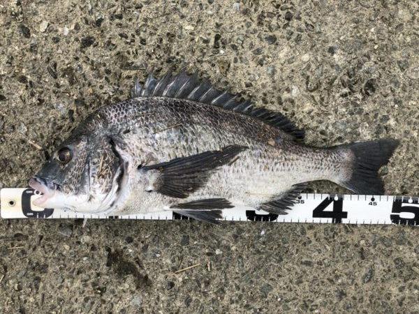 イチノ兄弟、釣果！