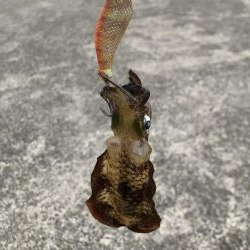 アオリイカ新子調査