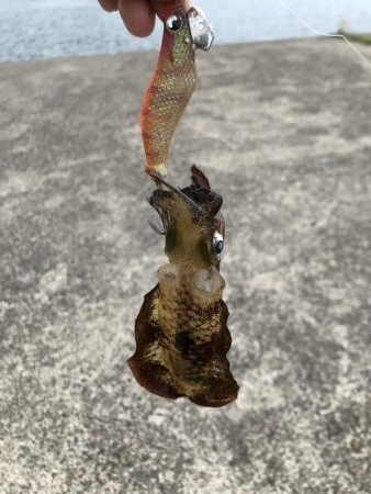 アオリイカ新子調査