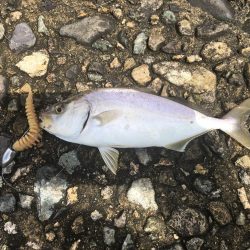 大雨の後で海は濁ってたけれど