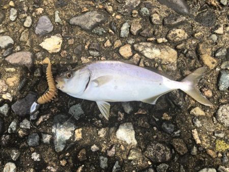 大雨の後で海は濁ってたけれど