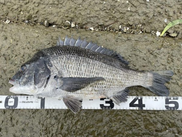 イチノ兄弟、釣果！