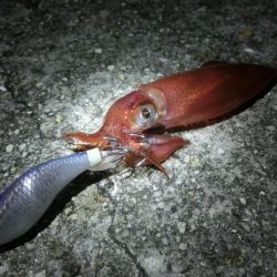 剣先調査に行ってきた