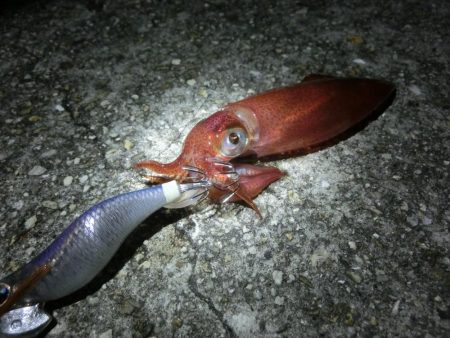 剣先調査に行ってきた