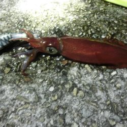 終盤の剣先イカはまだまだいける