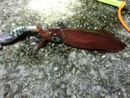 終盤の剣先イカはまだまだいける