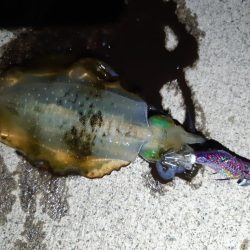 イカの気持ち１