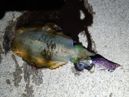 イカの気持ち１