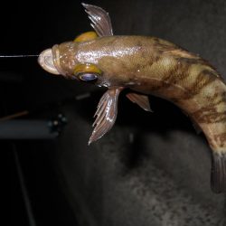 久しぶりのチヌ