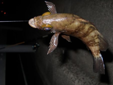 久しぶりのチヌ