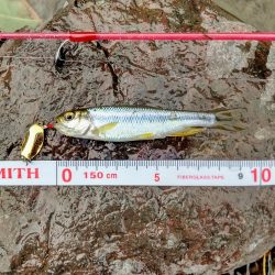 短時間チャビングでカワムツ好調でした！