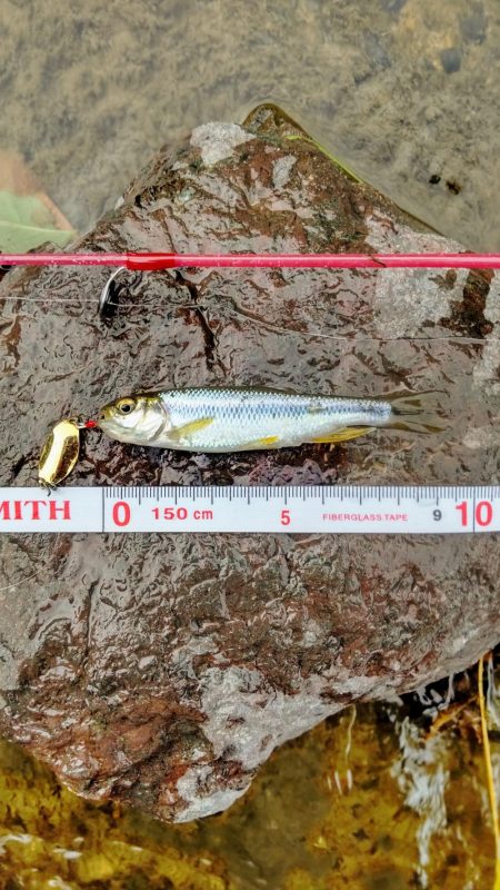 短時間チャビングでカワムツ好調でした！