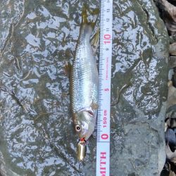 カワムツのポイント新規開拓！