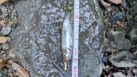 カワムツのポイント新規開拓！