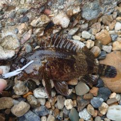 初場所で穴釣り