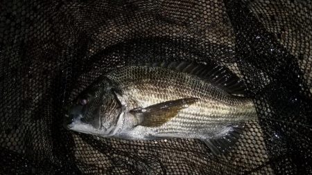 雨のやみ間に護岸際で