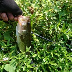 お昼間前に50UPをゲット!