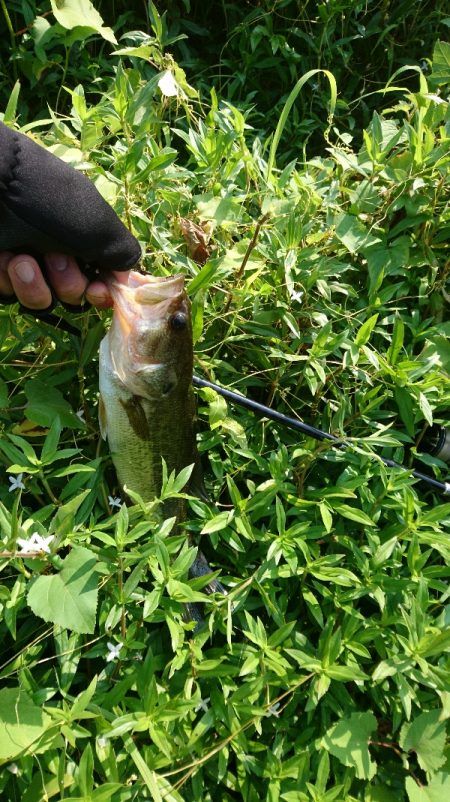 お昼間前に50UPをゲット!