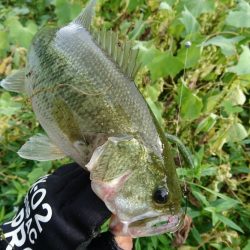 ソフト系ルアーで足元のボトム狙い