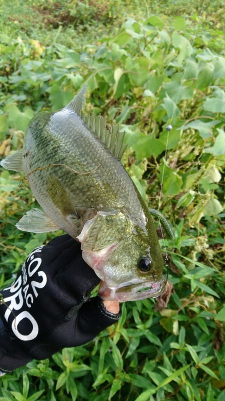 ソフト系ルアーで足元のボトム狙い