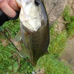 雨上がりの釣行