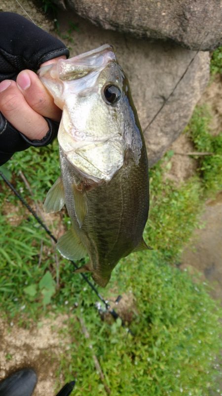 雨上がりの釣行