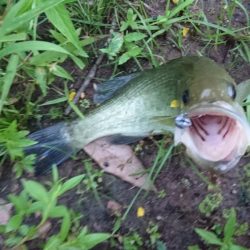 ランガンで計13匹