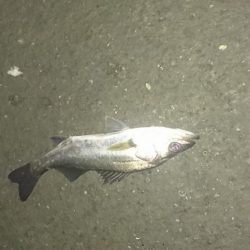 下げ止まりから