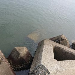 朝のテトラ前打ち