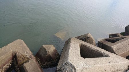 朝のテトラ前打ち