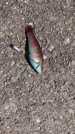 垂水一文字で探り釣りとサビキ釣り