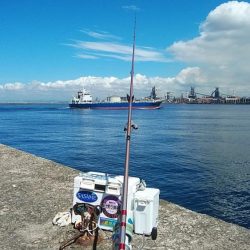 播磨新島のキス調査