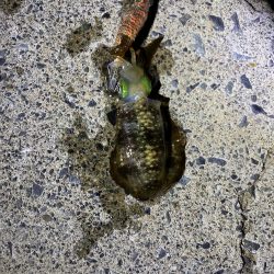 パタパタの脚が…