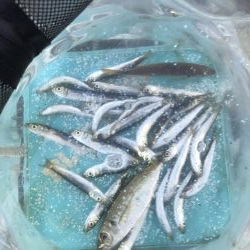 アジ少なめイワシまし人マシマシ