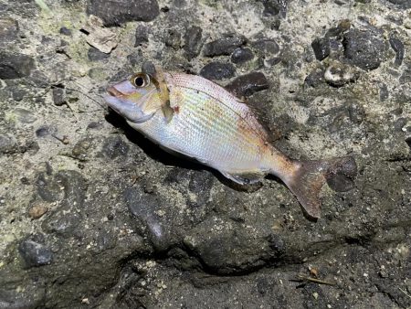 天橋立で五目釣り