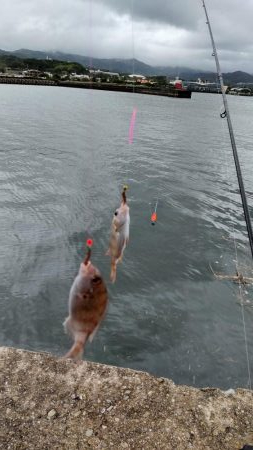久しぶりの淡路島釣行