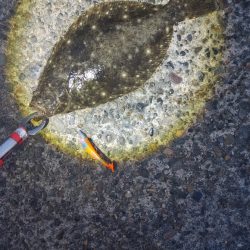 フッコ45cm ヒラメ35cm 粘りました