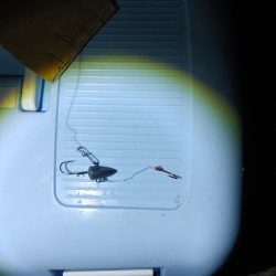 シーバスのサイズ測るの忘れたー