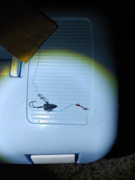 シーバスのサイズ測るの忘れたー