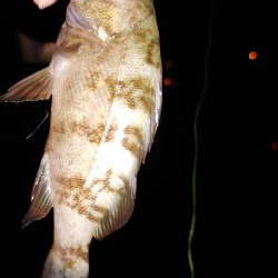 アジングのはずか