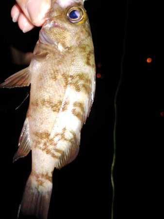 アジングのはずか