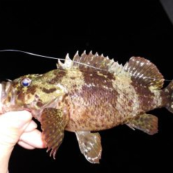 エギング！フロートリグ！