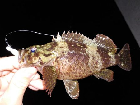 エギング！フロートリグ！