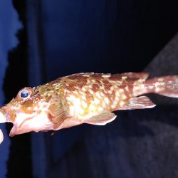 エギング！メバリング！