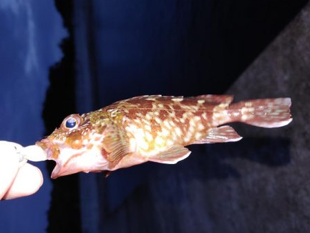 エギング！メバリング！