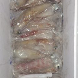 シロイカ台風前