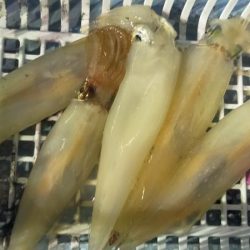 シロイカぼちぼち