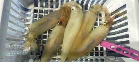 シロイカぼちぼち