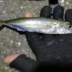 2021/07/31 南港アジング