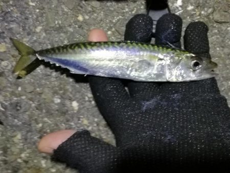 2021/07/31 南港アジング